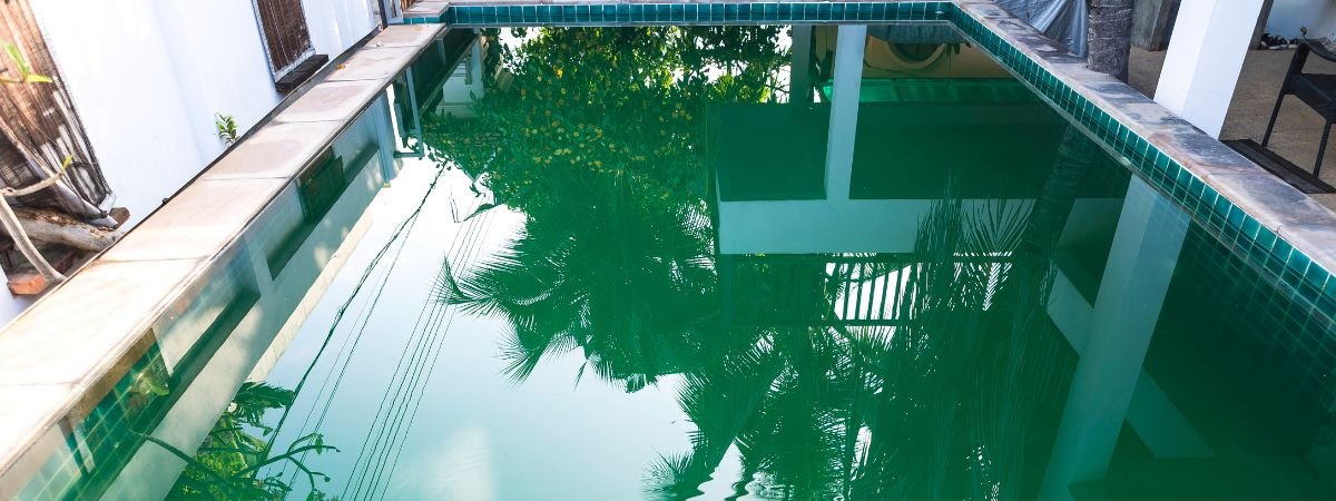 Why Algae Grows In Your Pool